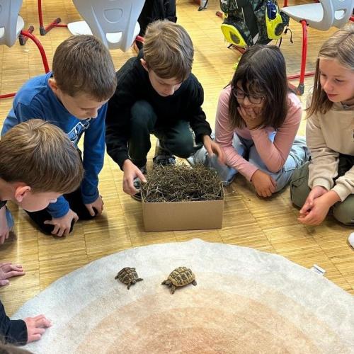 Schildkröten in der Klasse