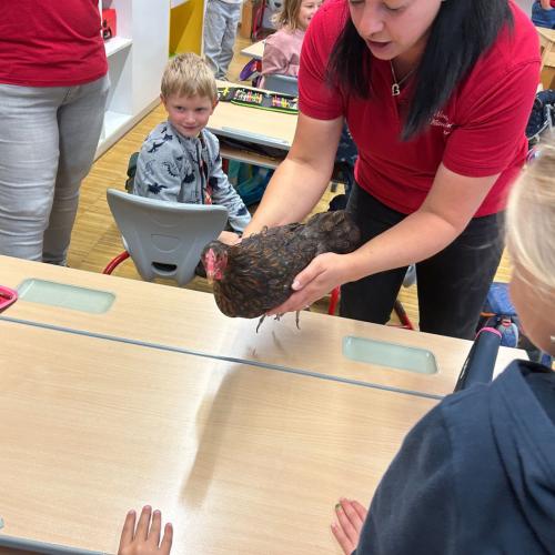 Henne in der Klasse Foto 3