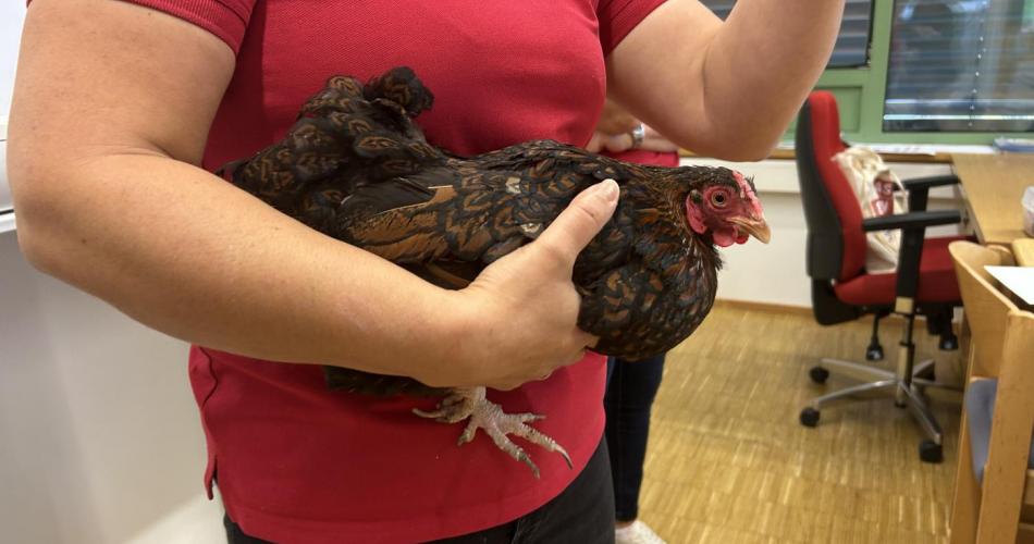 eine Henne in der Schule